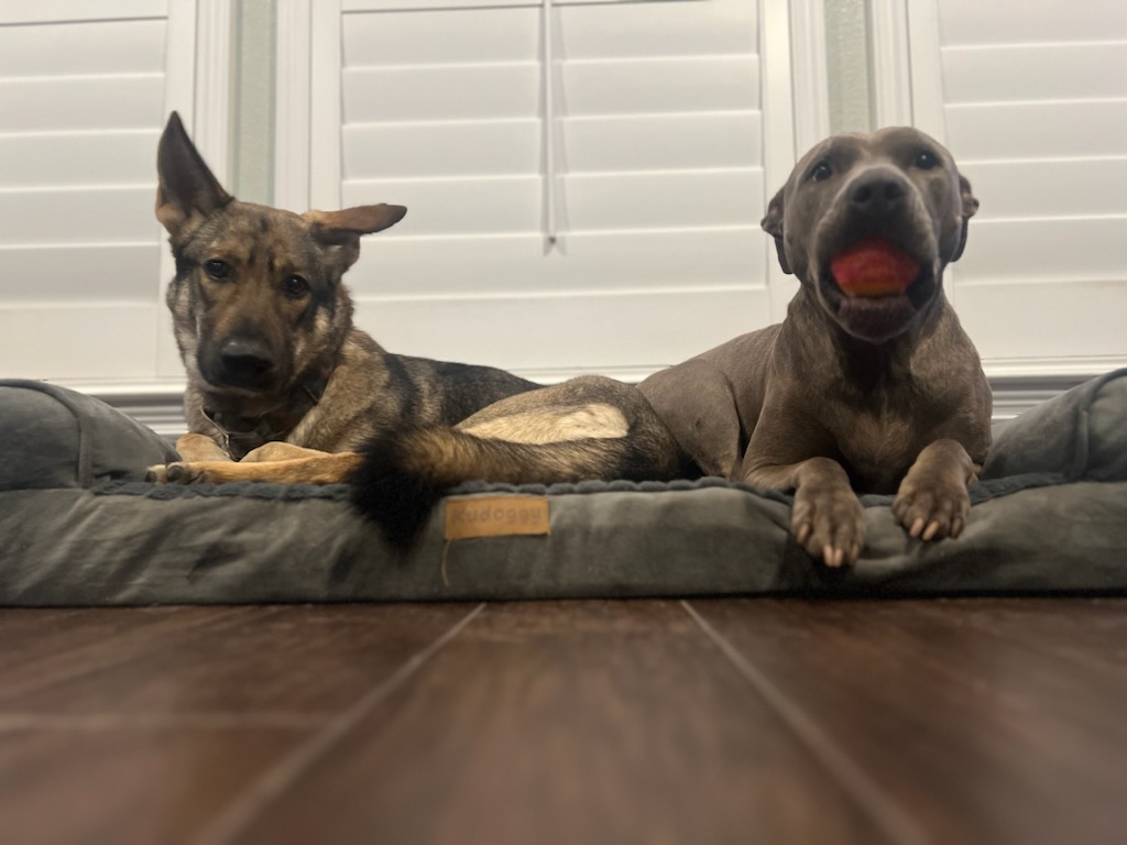 Bunny, a Adopted German Shepherd Dog in PEARLAND, TX image 2/4