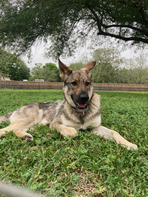 Bunny, a Adopted German Shepherd Dog in PEARLAND, TX image 4/4
