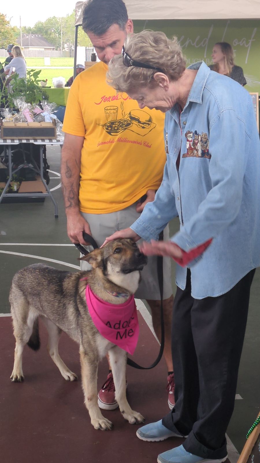 Bunny, a Adopted German Shepherd Dog in PEARLAND, TX image 3/4