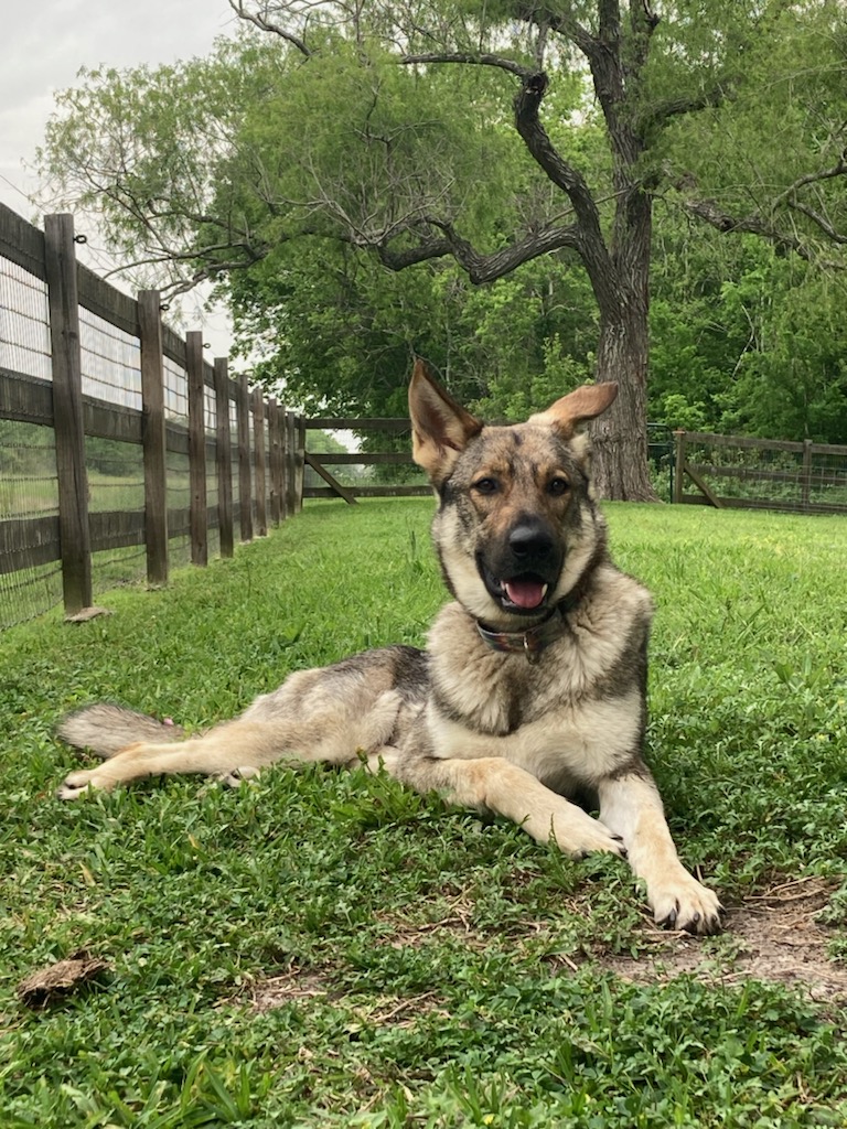 Bunny, Adopted, Adult Female German Shepherd Dog.