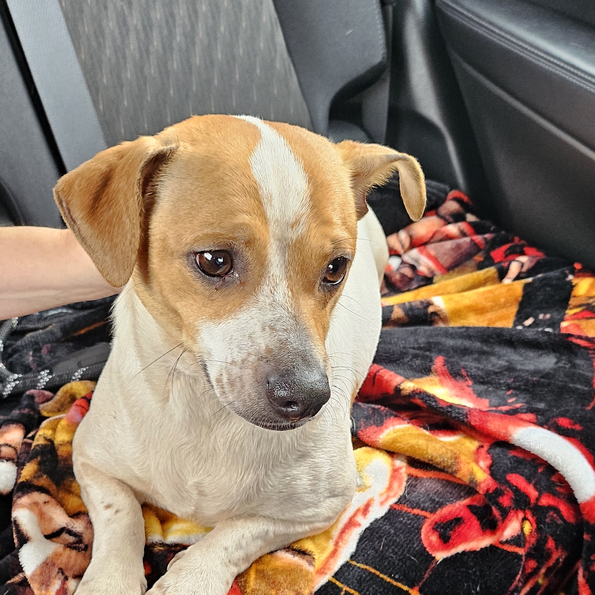 Cuddles, Adopted, Adult Male Jack Russell Terrier.