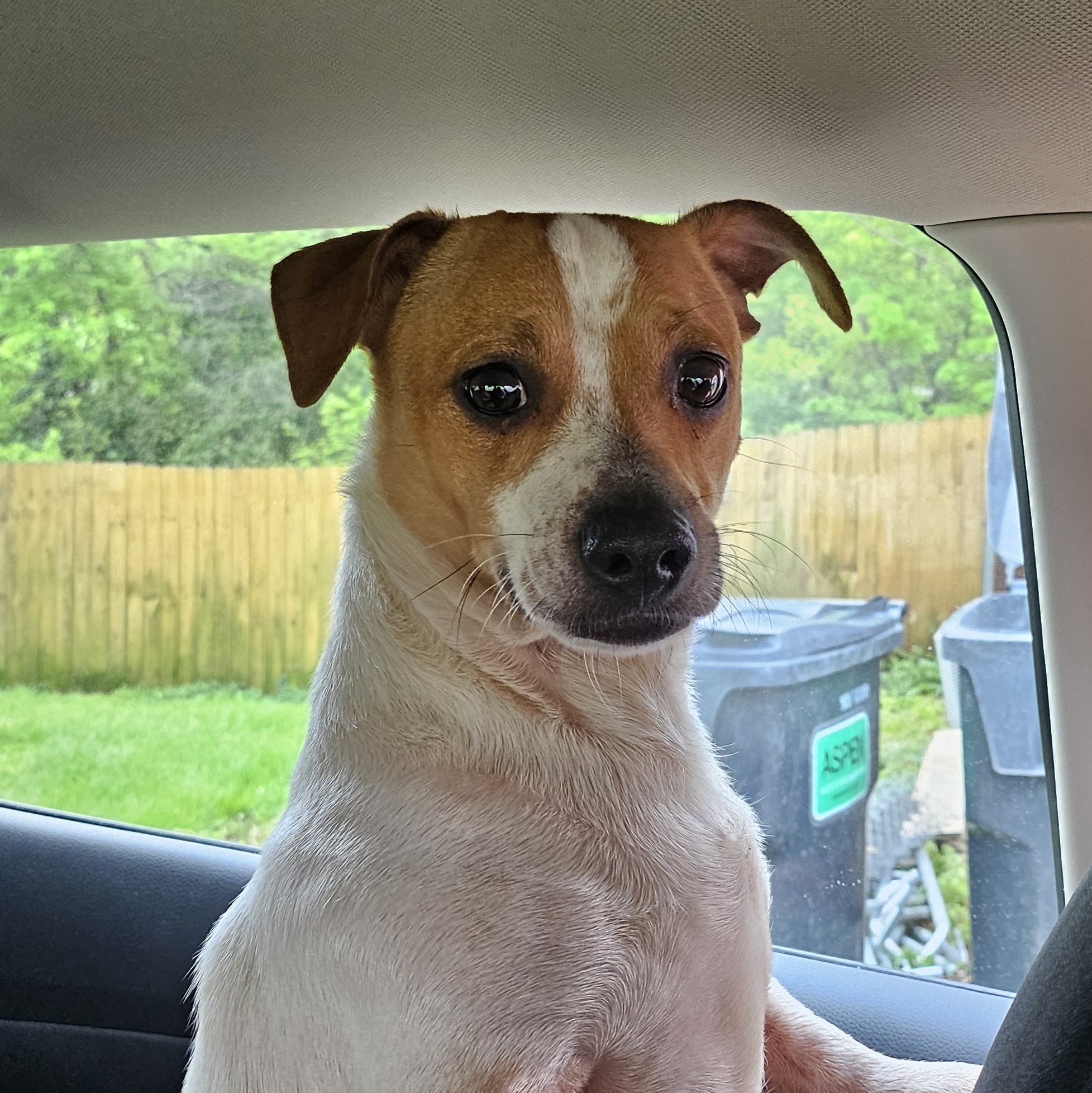 Cuddles, a Adopted Jack Russell Terrier in Belleville, IL image 2/2