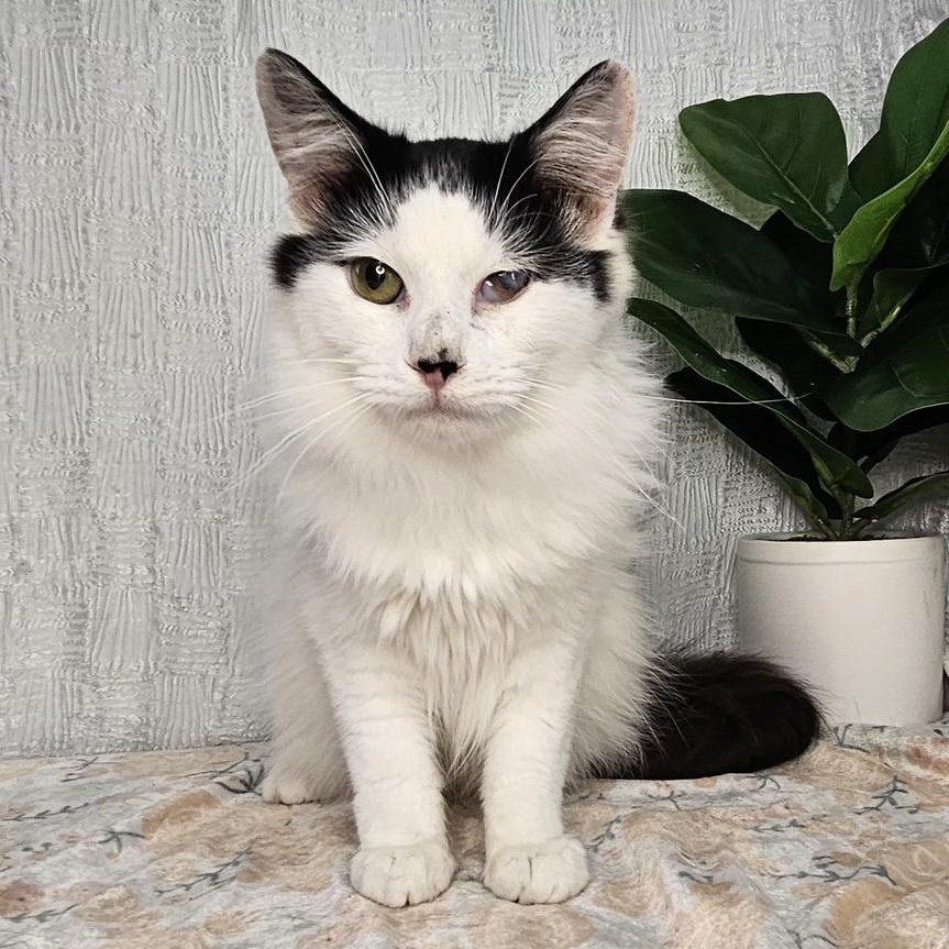 Domino