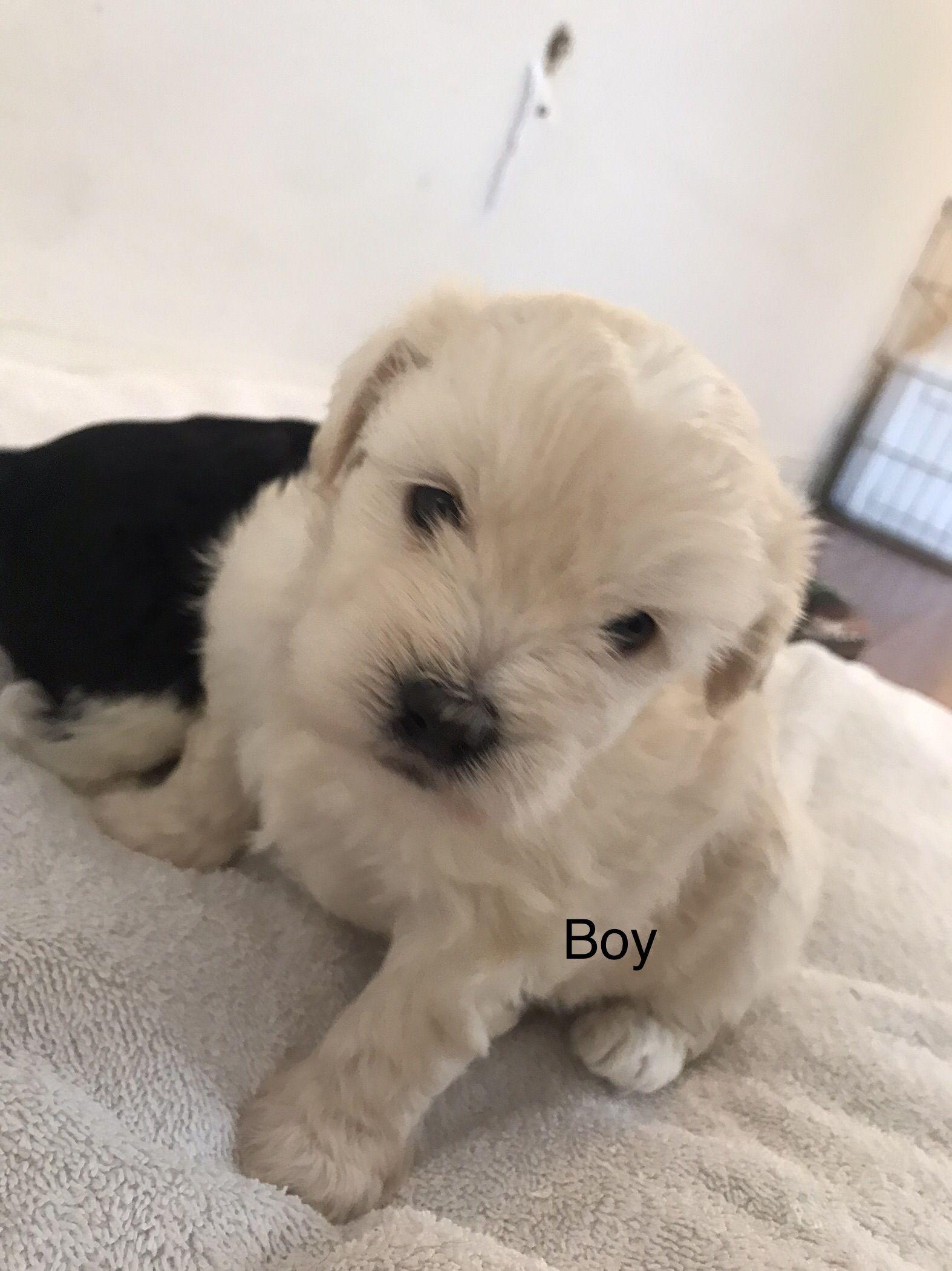 Vanilla - please see description / Criteria