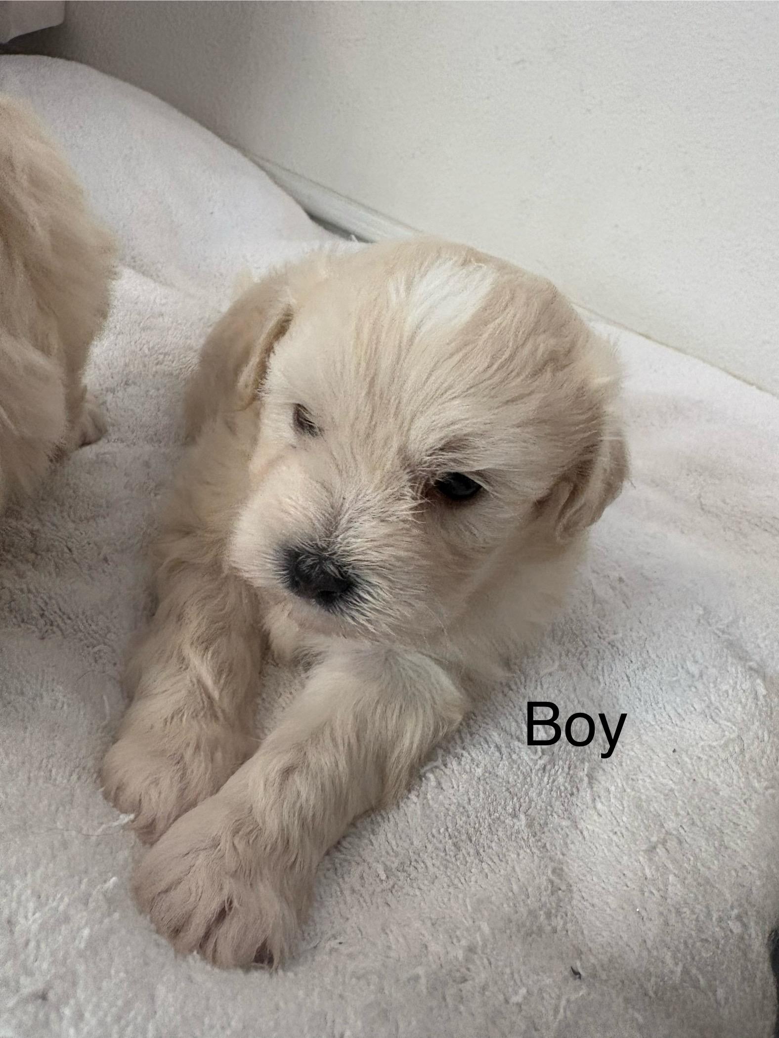 Vanilla - please see description / Criteria