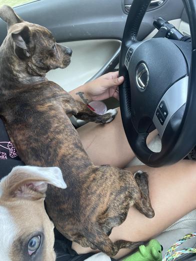 Enlarge Brownie, an adopted mixed breed in Renton, WA image 6/6