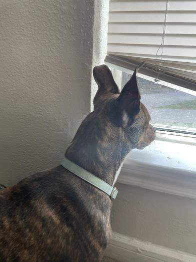 Enlarge Brownie, an adopted mixed breed in Renton, WA image 5/6