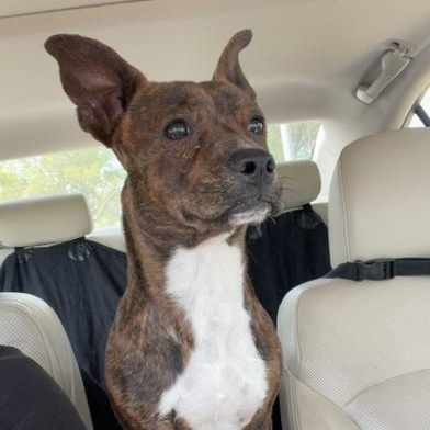 Enlarge Brownie, an adopted mixed breed in Renton, WA image 4/6