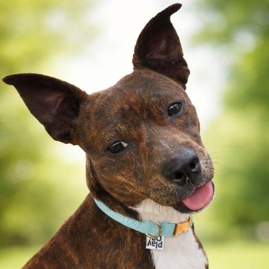 Enlarge Brownie, an adopted mixed breed in Renton, WA image 3/6