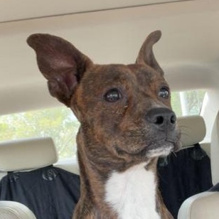 Enlarge Brownie, an adopted mixed breed in Renton, WA image 2/6