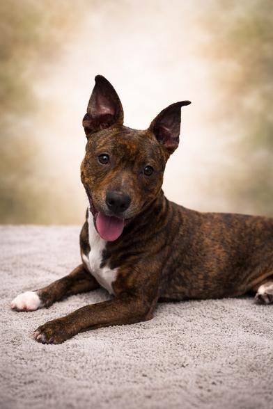 Enlarge Brownie, an adopted mixed breed in Renton, WA image 1/6