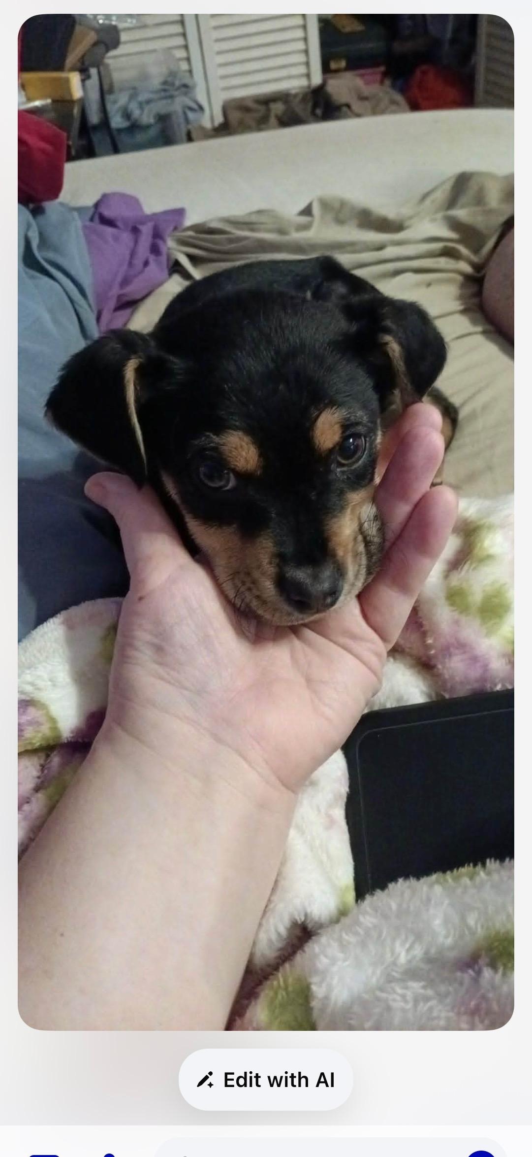 Enlarge Sago, a ADOPTABLE mixed breed in Loxahatchee, FL image 1/1