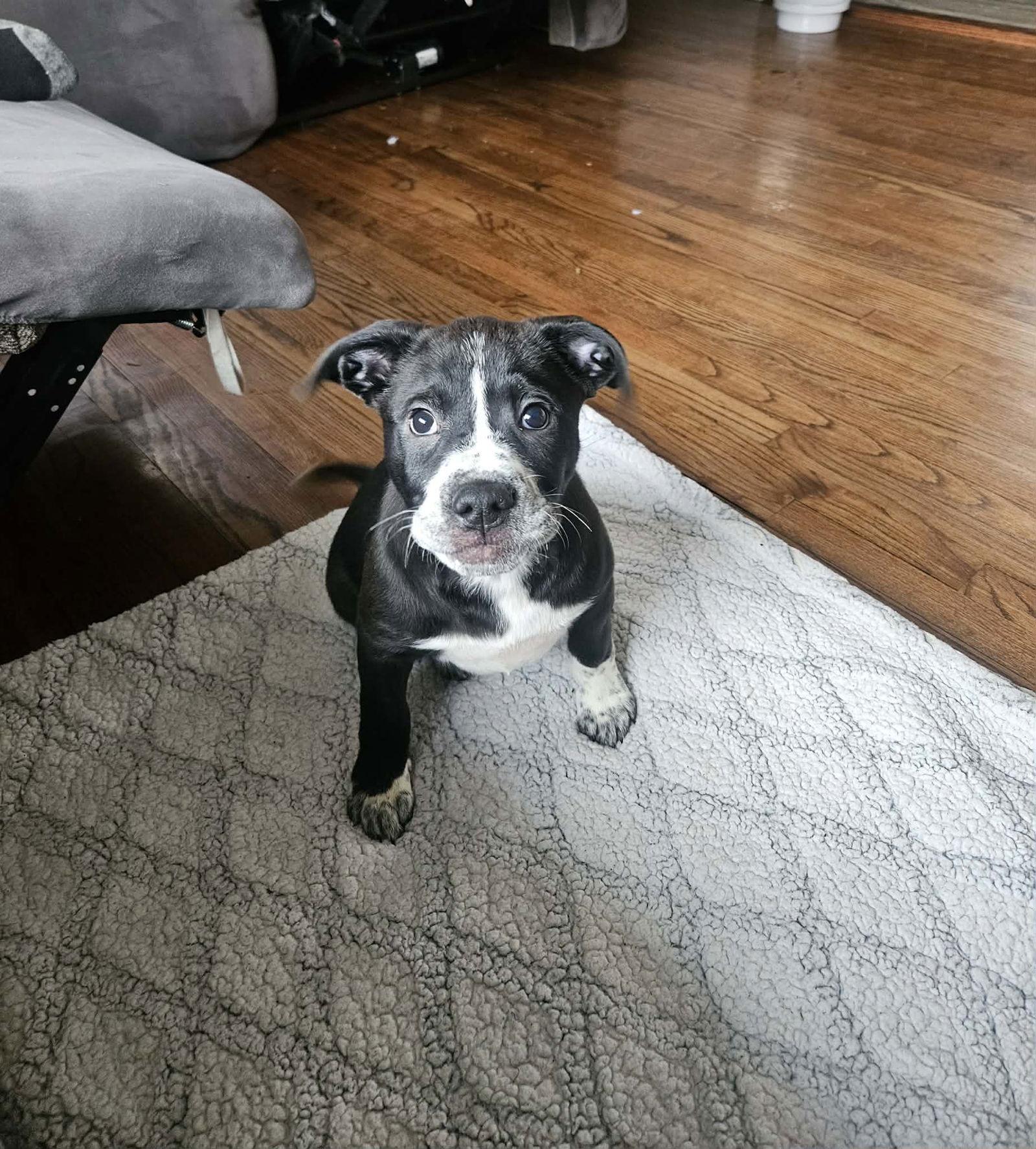 Ian, a Adopted Pit Bull Terrier in Mechanicsburg, PA image 1/3