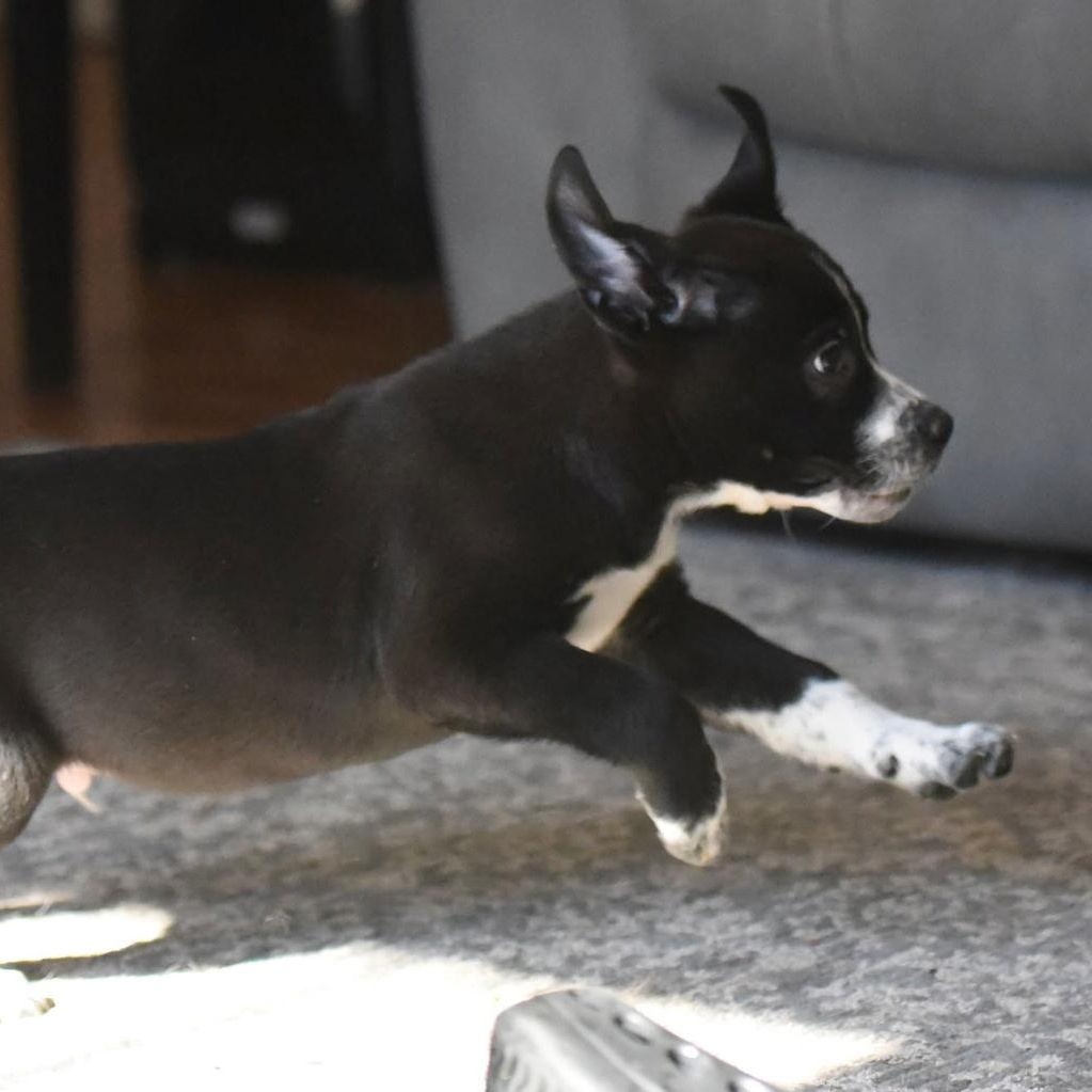 Enlarge Ian, a Adoptable Pit Bull Terrier in Mechanicsburg, PA image 2/3