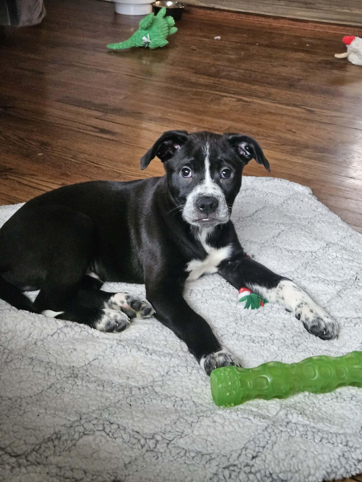 Ian, a Adopted Pit Bull Terrier in Mechanicsburg, PA image 2/3