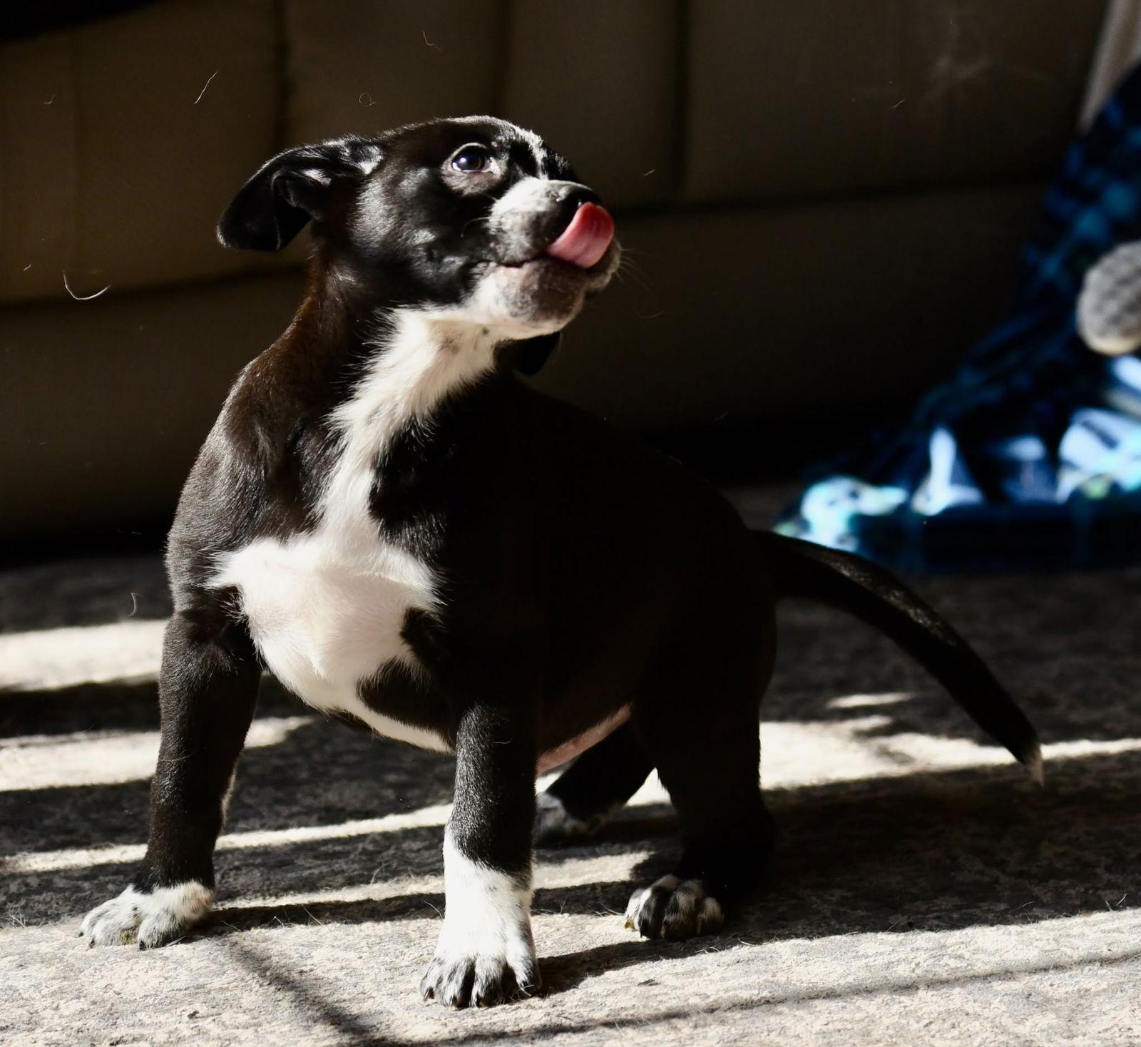 Ian, Adoptable, Puppy Male Pit Bull Terrier.