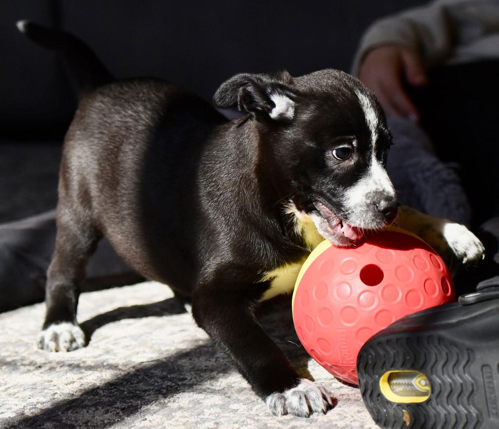 Enlarge Ian, a Adoptable Pit Bull Terrier in Mechanicsburg, PA image 3/3