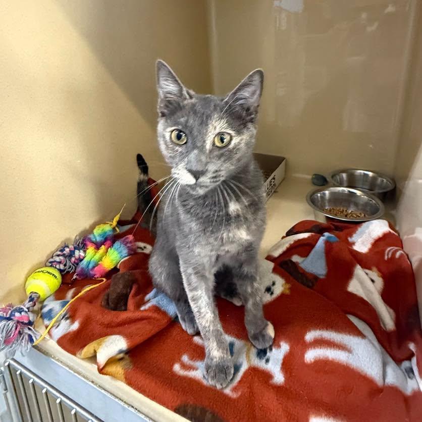 Velma, Adoptable, Adult Female Domestic Short Hair.