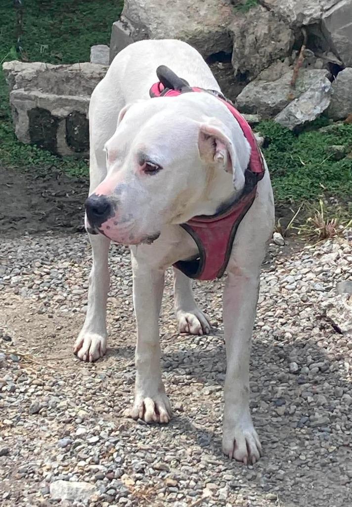 Dolly, Adoptable, Adult Female Labrador Retriever & Bull Terrier.