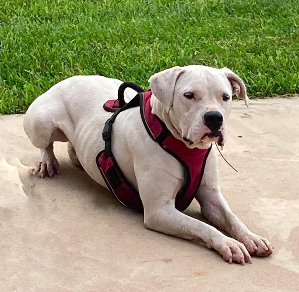 Enlarge Dolly, a Adoptable mixed breed in Lagrange, IN image 2/2