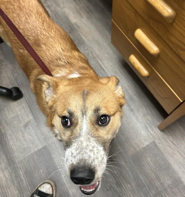 Freya, Adoptable, Young Female Australian Cattle Dog / Blue Heeler & German Shepherd Dog.