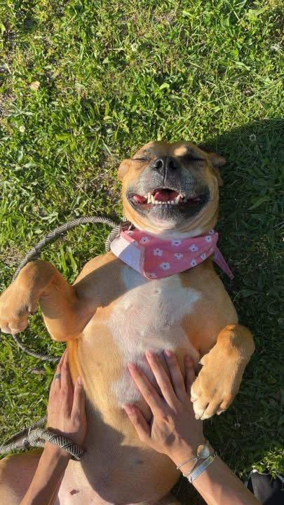 Enlarge Trixie, a ADOPTABLE mixed breed in Bayport, NY image 2/2