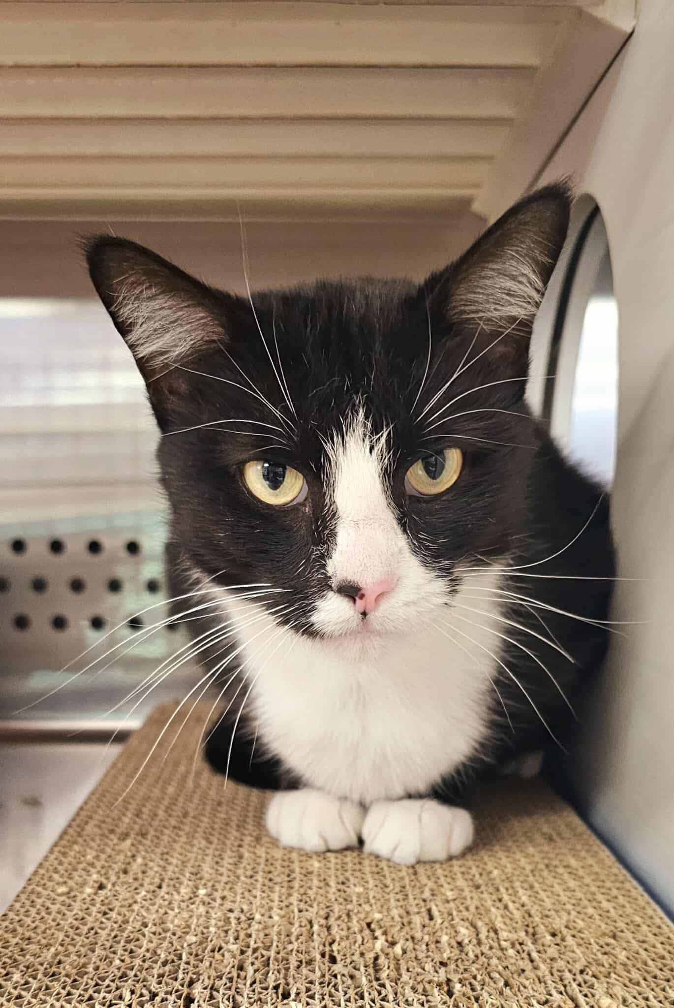 Enlarge Gracie, an adopted Domestic Short Hair in Oak Ridge, TN image 4/6