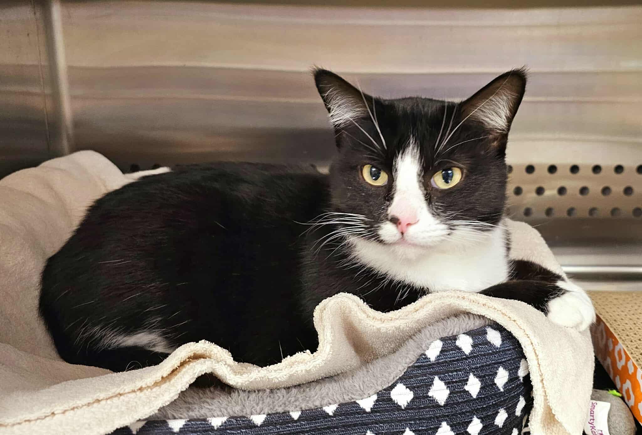 Gracie, Adoptable, Adult Female Domestic Short Hair.