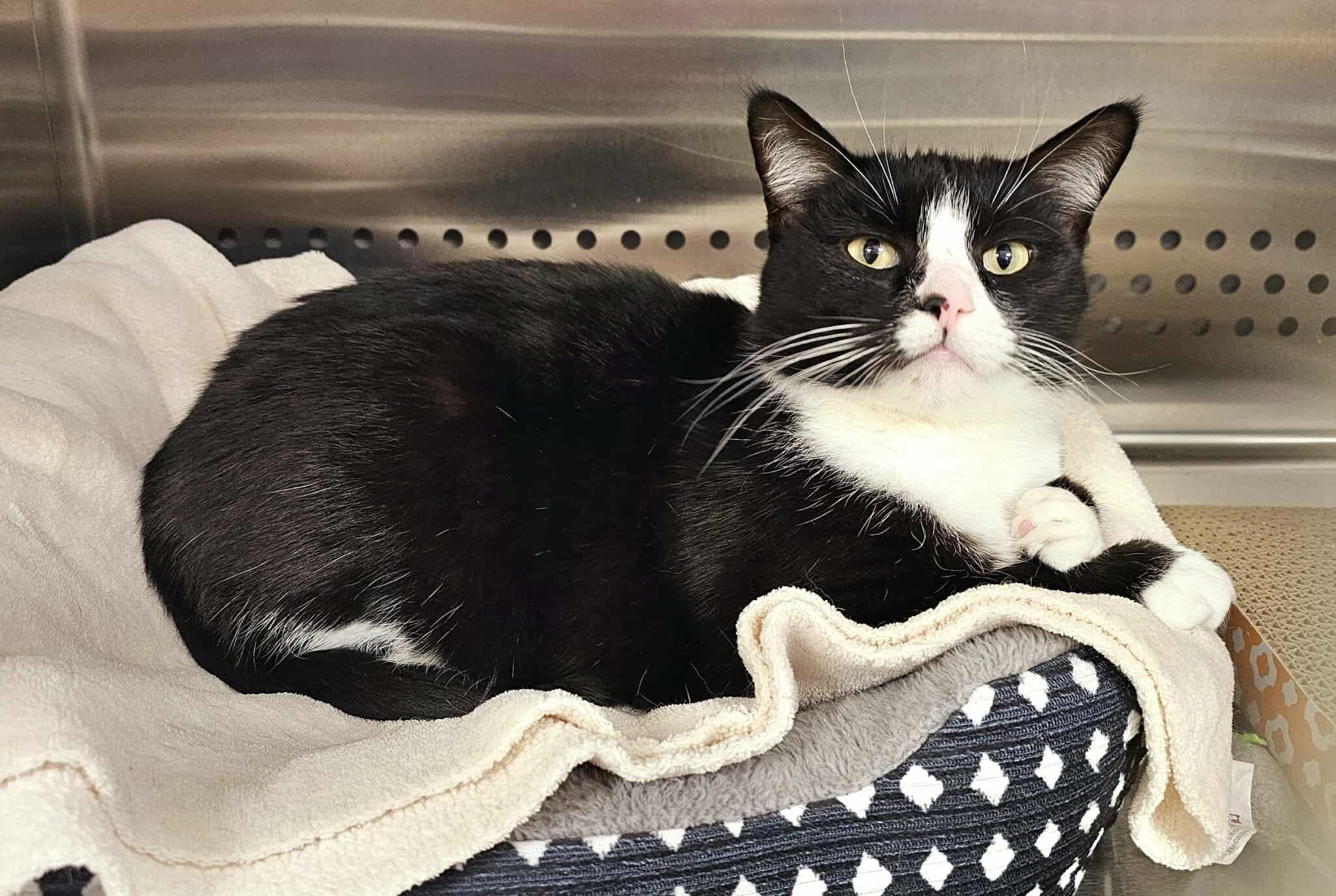 Enlarge Gracie, an adopted Domestic Short Hair in Oak Ridge, TN image 2/6