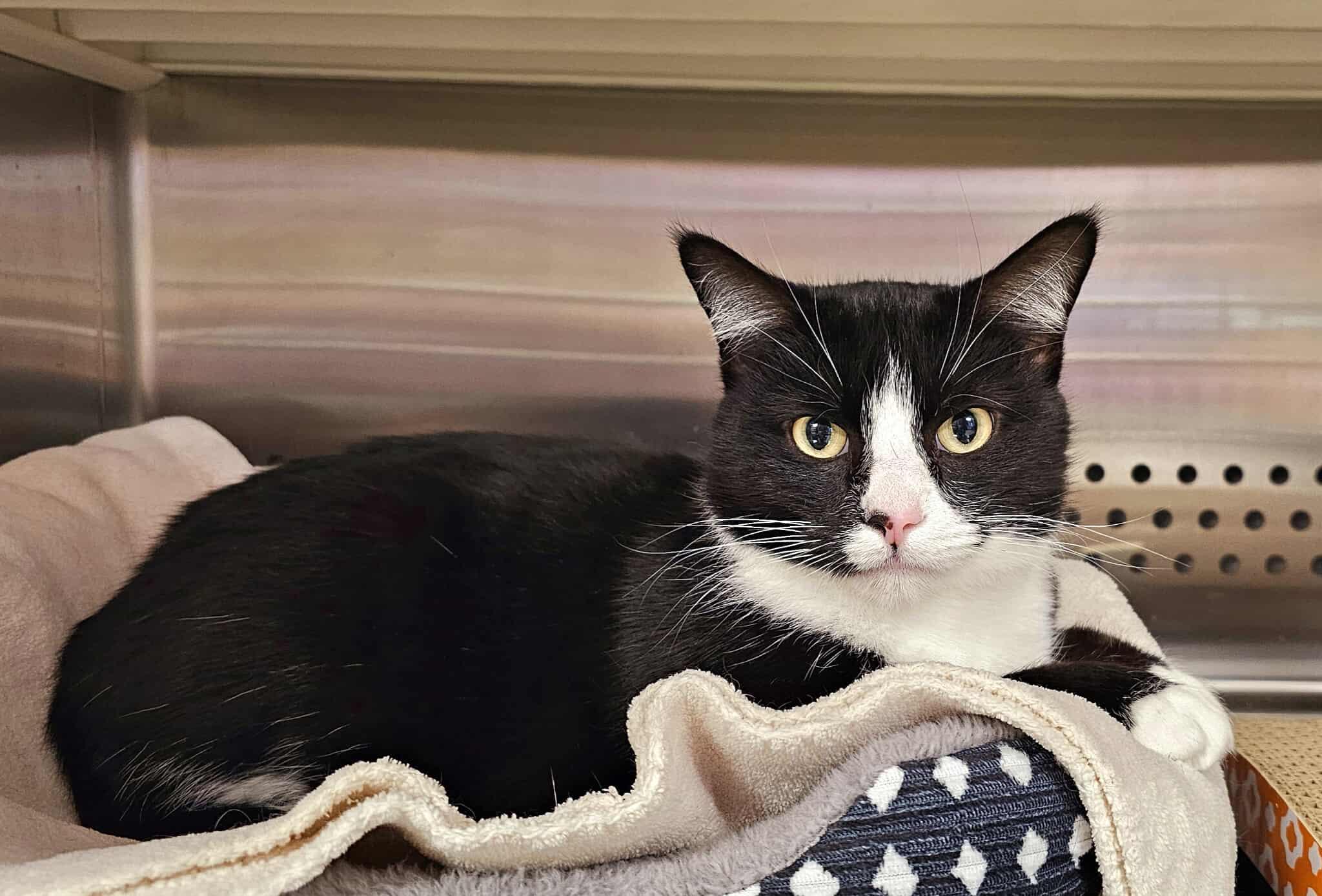 Enlarge Gracie, an adopted Domestic Short Hair in Oak Ridge, TN image 5/6