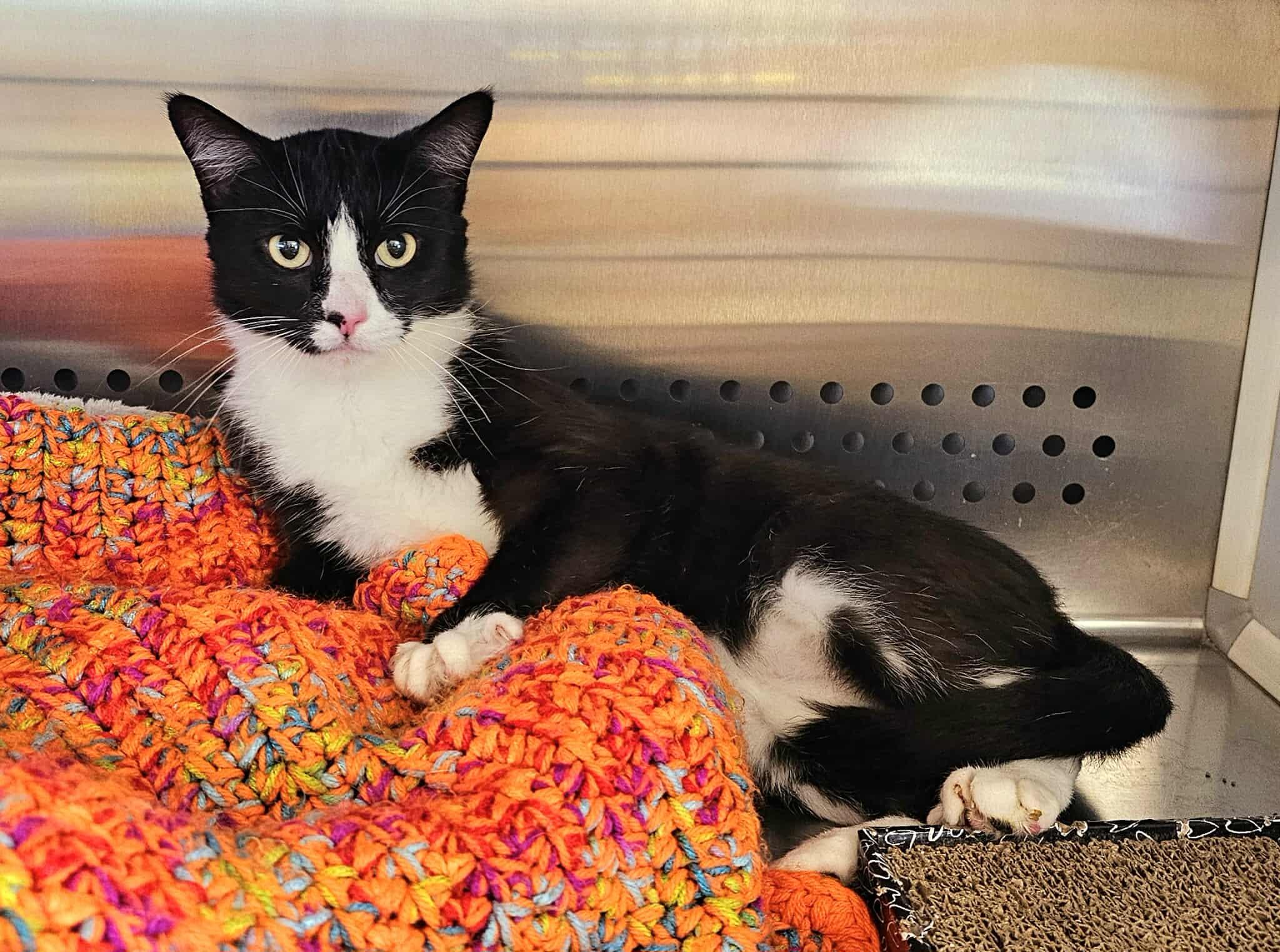 Enlarge Gracie, an adopted Domestic Short Hair in Oak Ridge, TN image 3/6