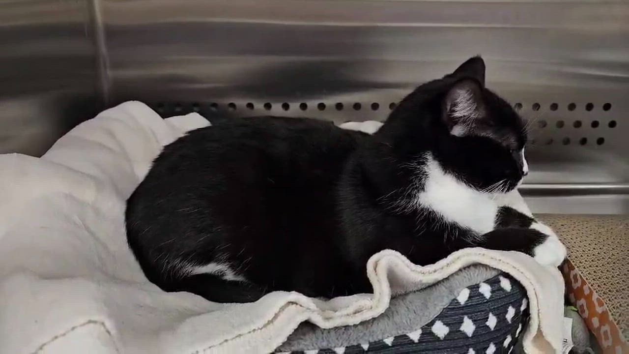 Enlarge Gracie, an adopted Domestic Short Hair in Oak Ridge, TN video 6/6