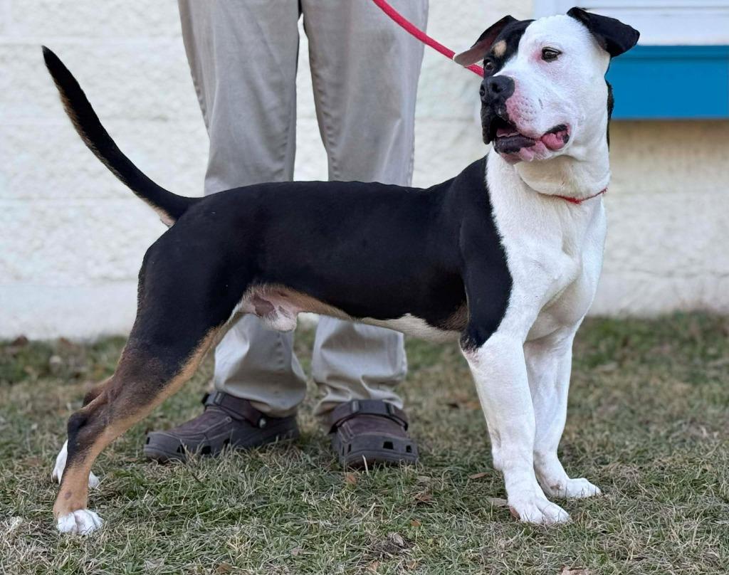 Otis, Adoptable, Adult Male Mixed Breed.