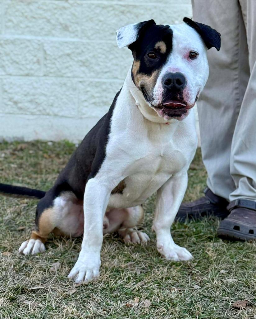 Otis, a Adoptable mixed breed in Kingsland, GA image 2/3