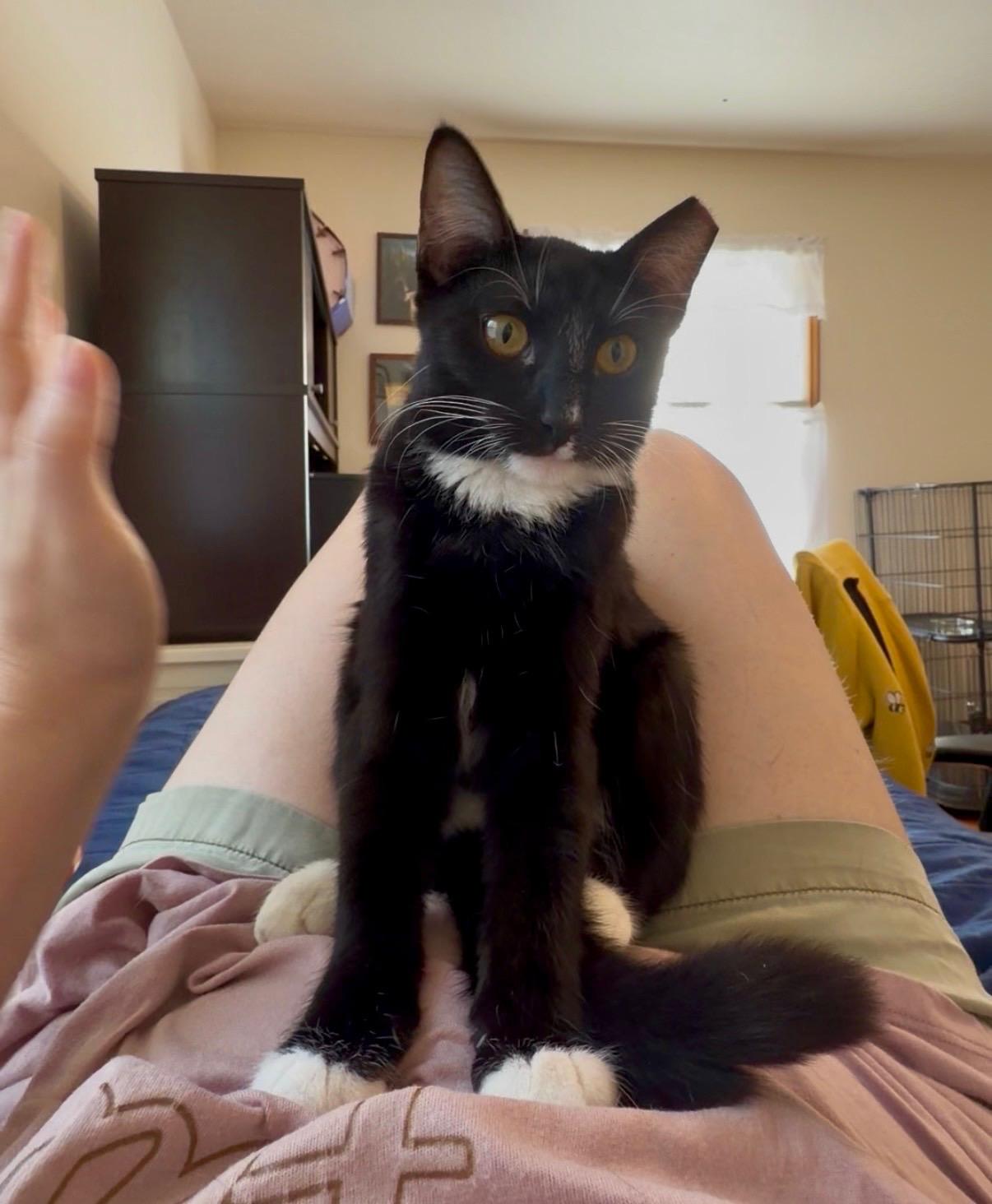 Addy, Adoptable, Kitten Female Domestic Short Hair.