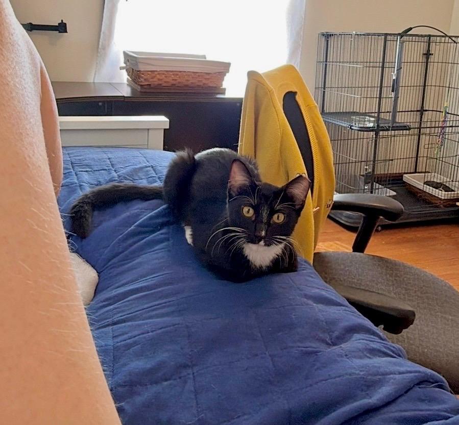 Enlarge Addy, a Adoptable Domestic Short Hair in Saint Charles, MO image 2/2