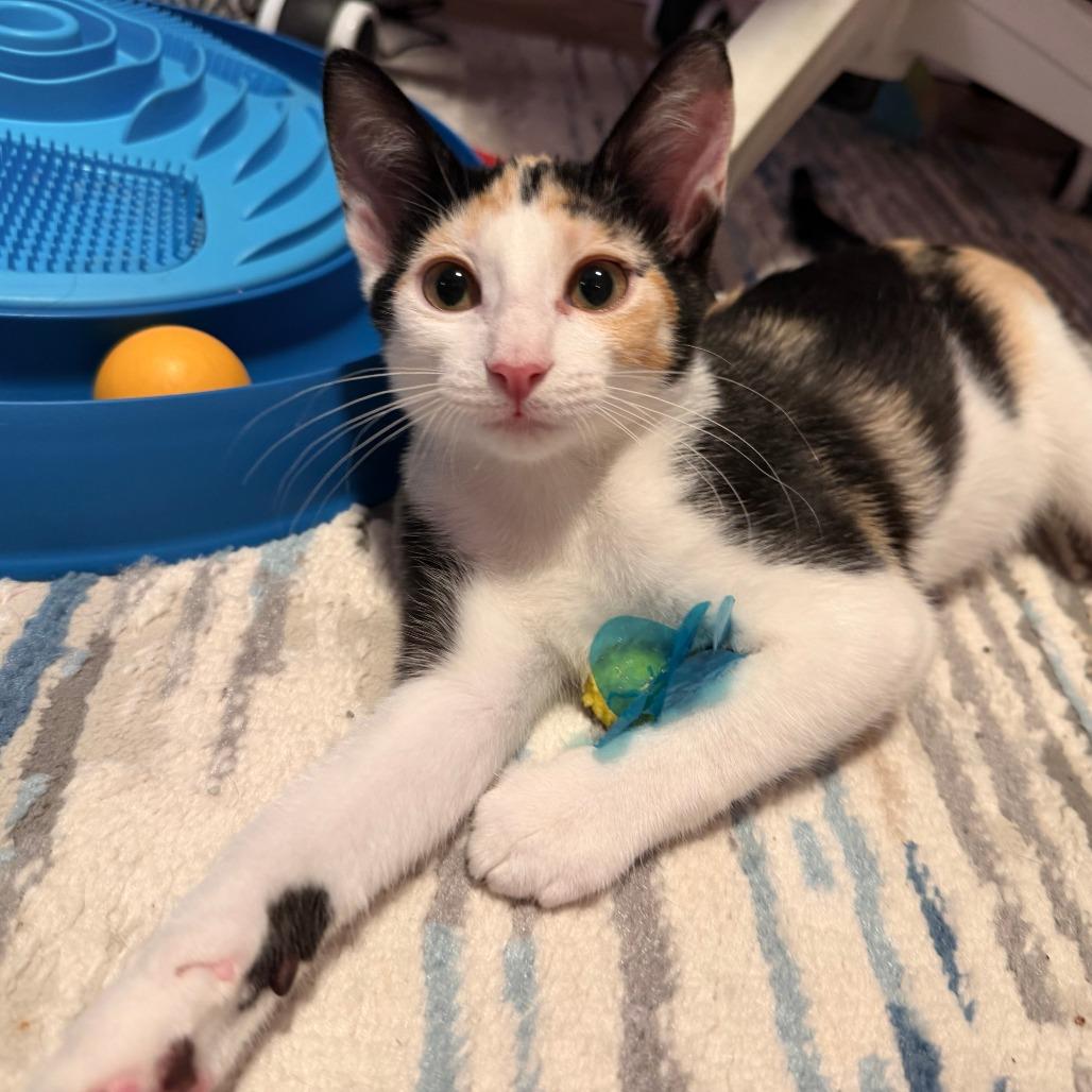 Beth, Adoptable, Kitten Female Domestic Short Hair.