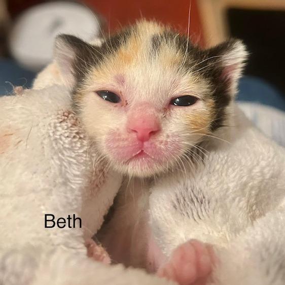 Enlarge Beth, a Adoptable Domestic Short Hair in St. Louis, MO image 2/6