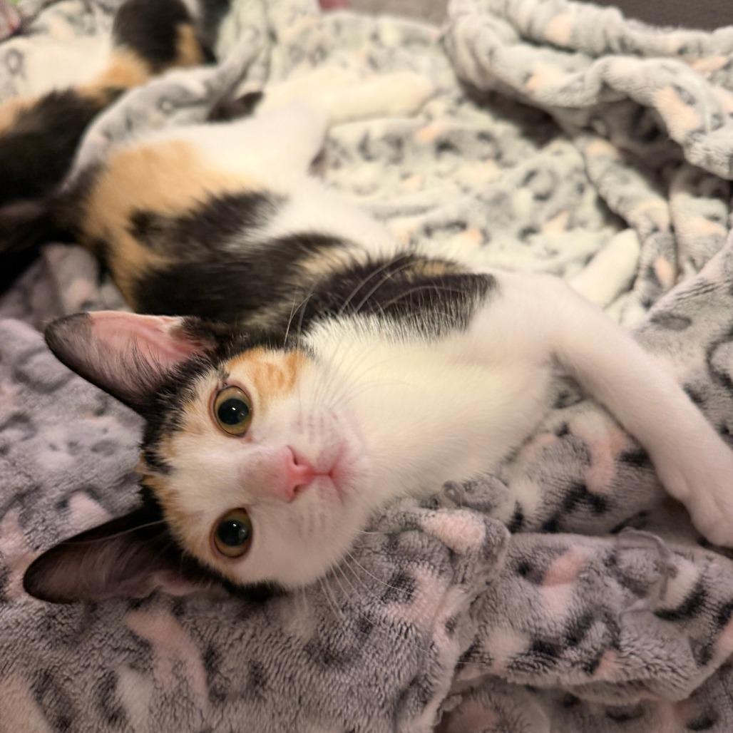 Enlarge Beth, a Adoptable Domestic Short Hair in St. Louis, MO image 3/6