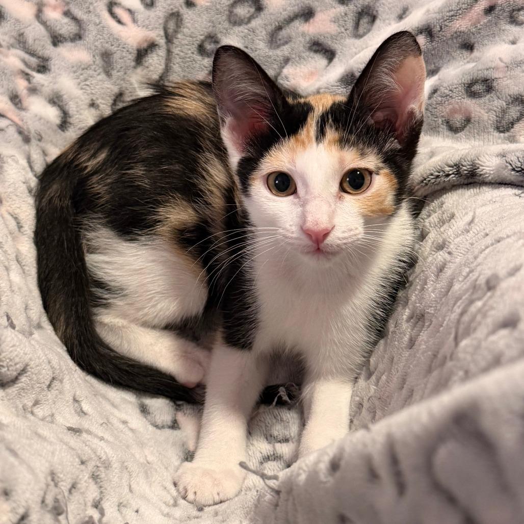 Enlarge Beth, a Adoptable Domestic Short Hair in St. Louis, MO image 5/6