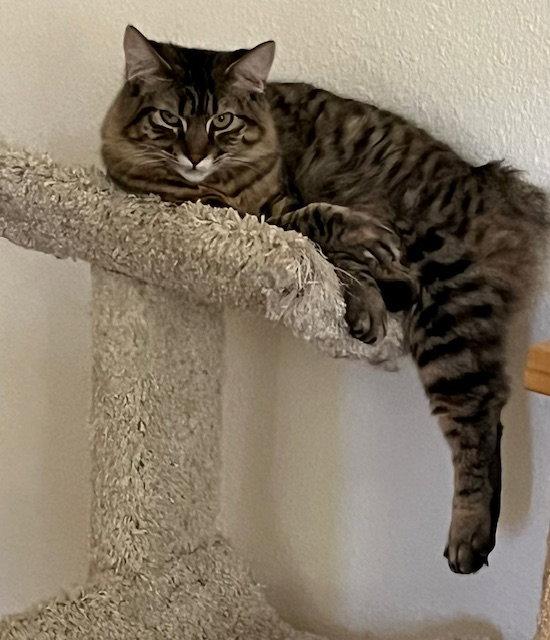 Enlarge Summer (bonded with Madeleine), a Adopted Manx in Antioch, CA image 1/3