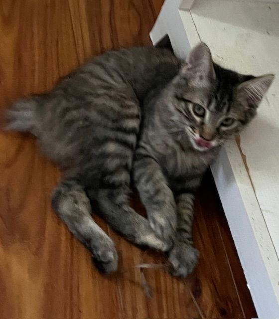 Summer, Adoptable, Kitten Female Manx.