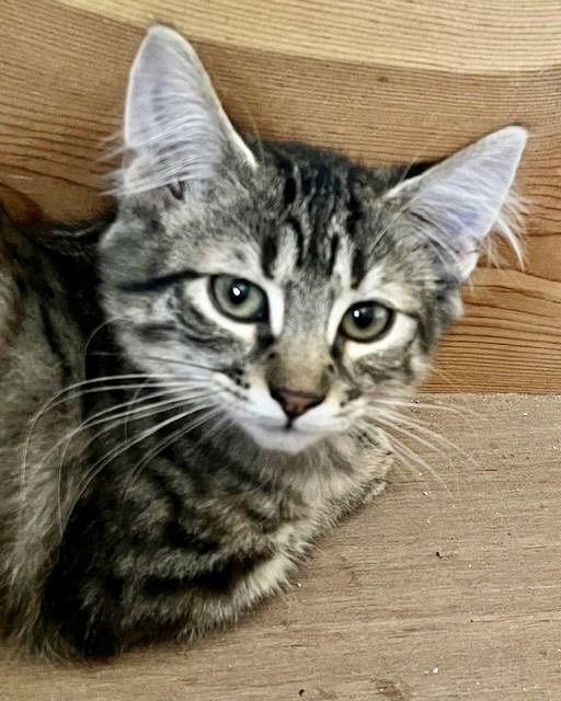 Summer, a Adoptable mixed breed in Antioch, CA image 2/2