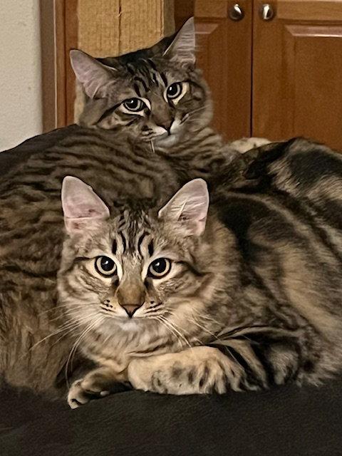 Enlarge Summer (bonded with Madeleine), a Adopted Manx in Antioch, CA image 2/3