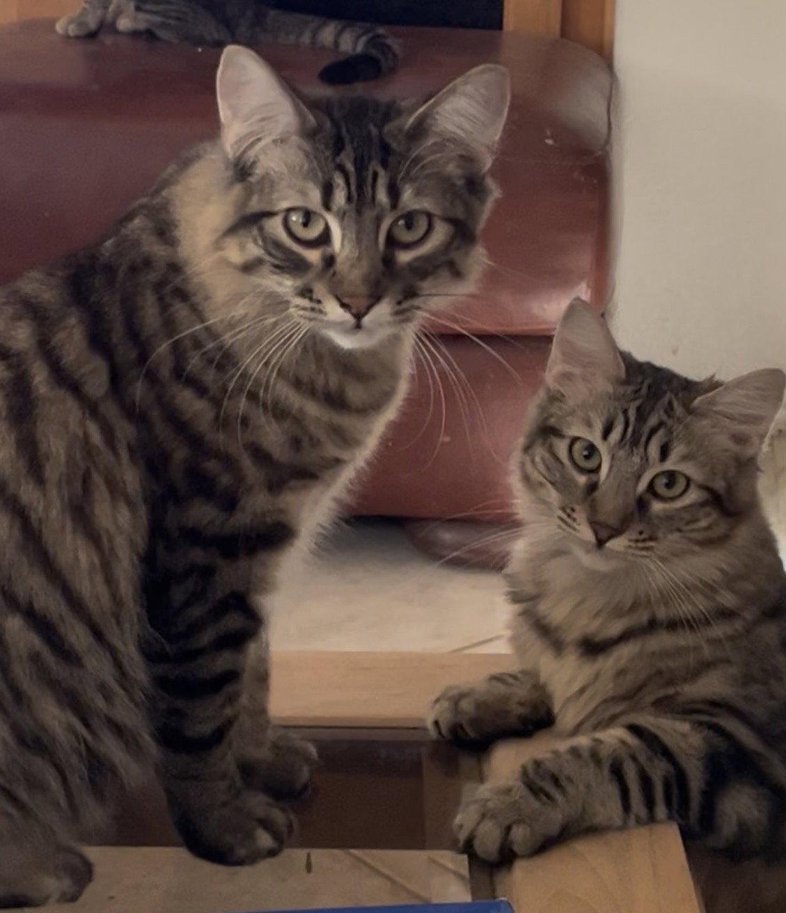 Enlarge Summer (bonded with Madeleine), a Adopted Manx in Antioch, CA image 3/3