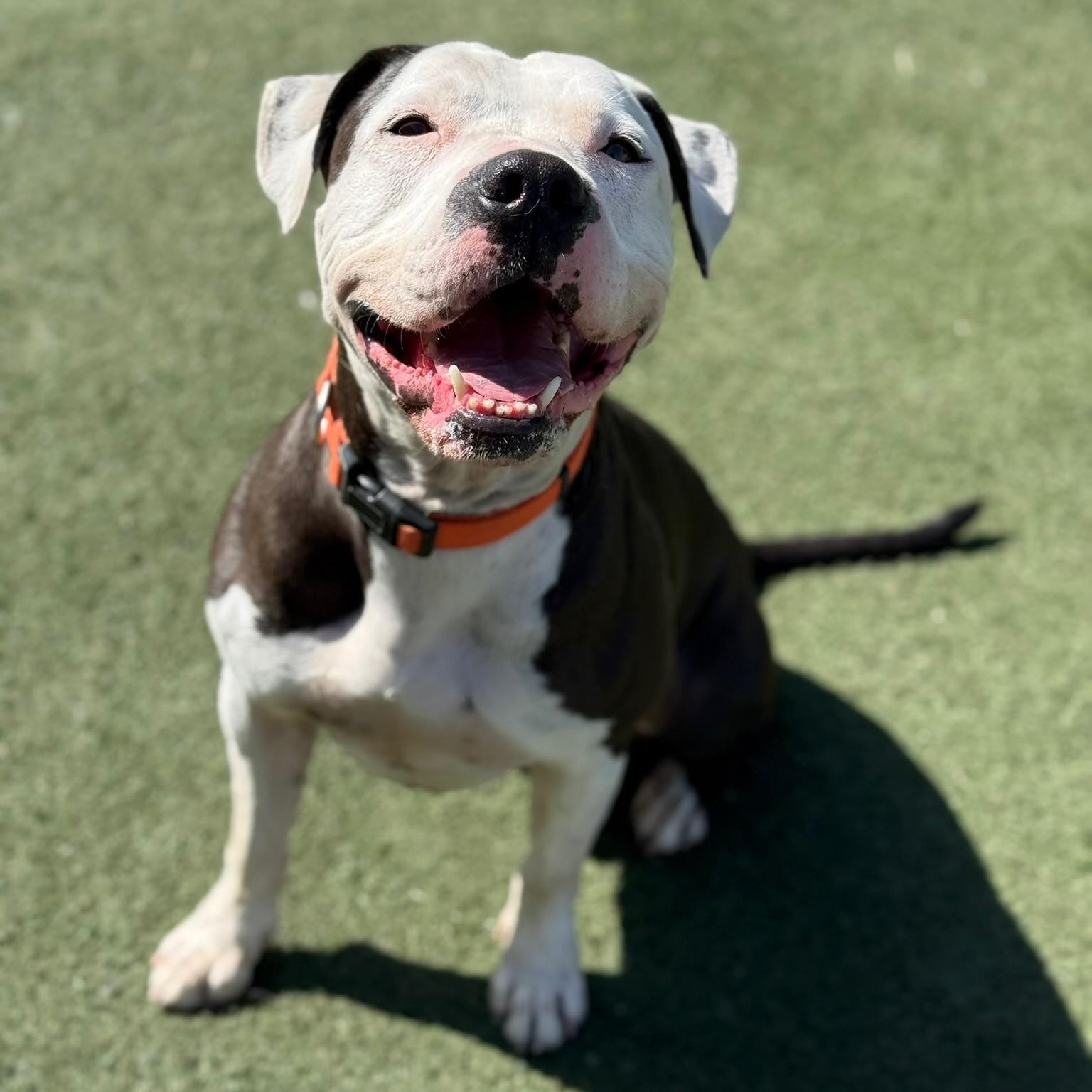 Enlarge Rascal, a Adoptable mixed breed in Santa Ana, CA image 1/6