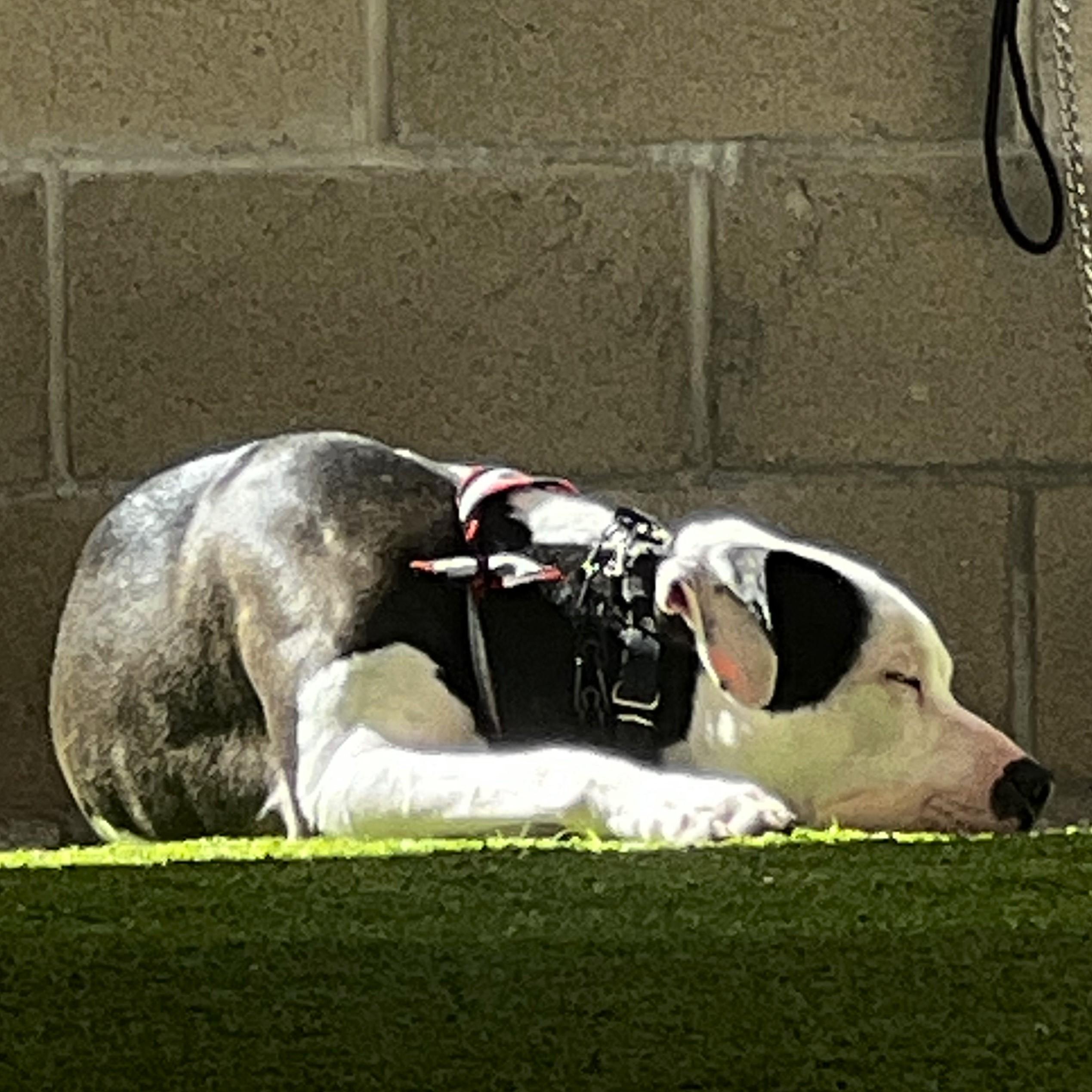 Enlarge Rascal, a Adoptable mixed breed in Santa Ana, CA image 4/6