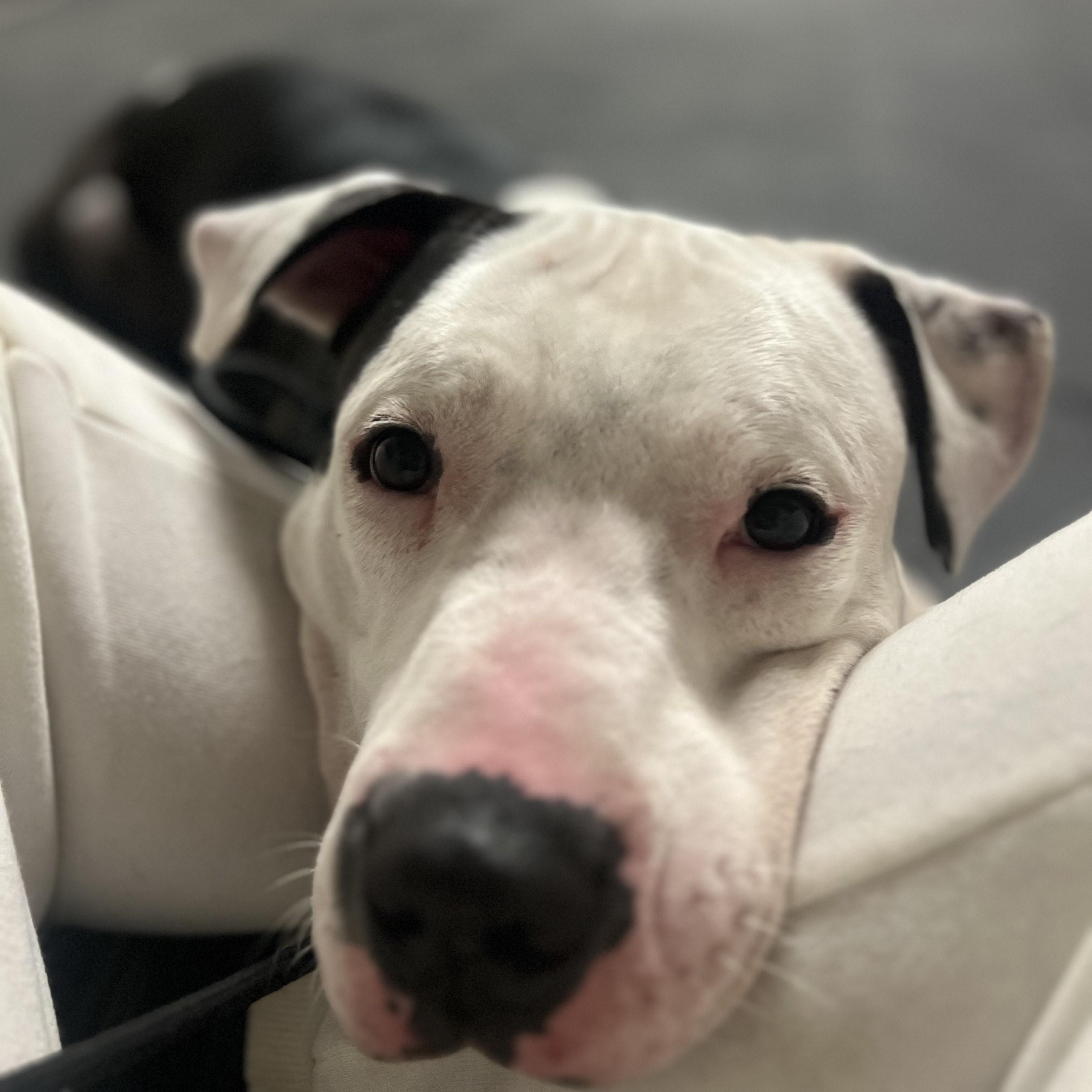 Enlarge Rascal, a Adoptable mixed breed in Santa Ana, CA image 6/6