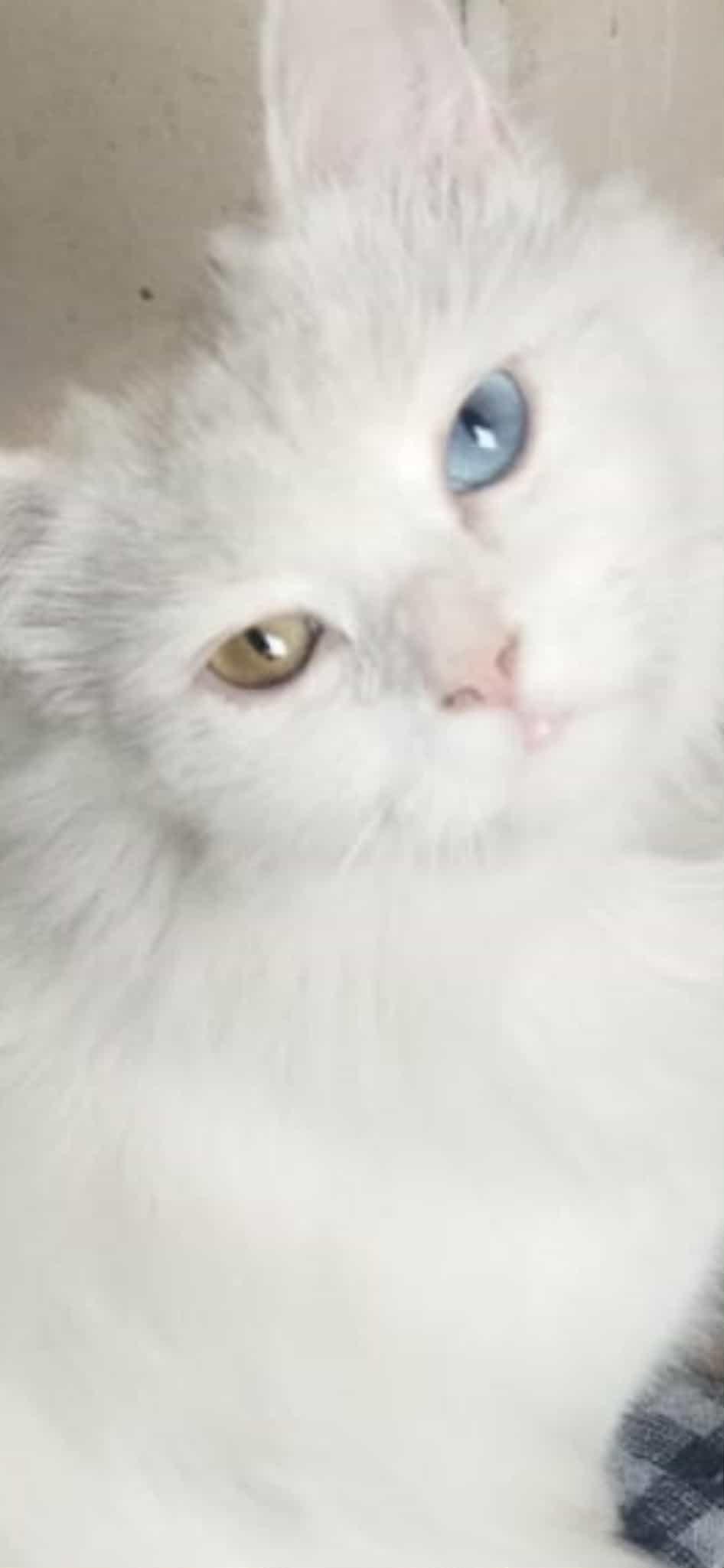 Lolita