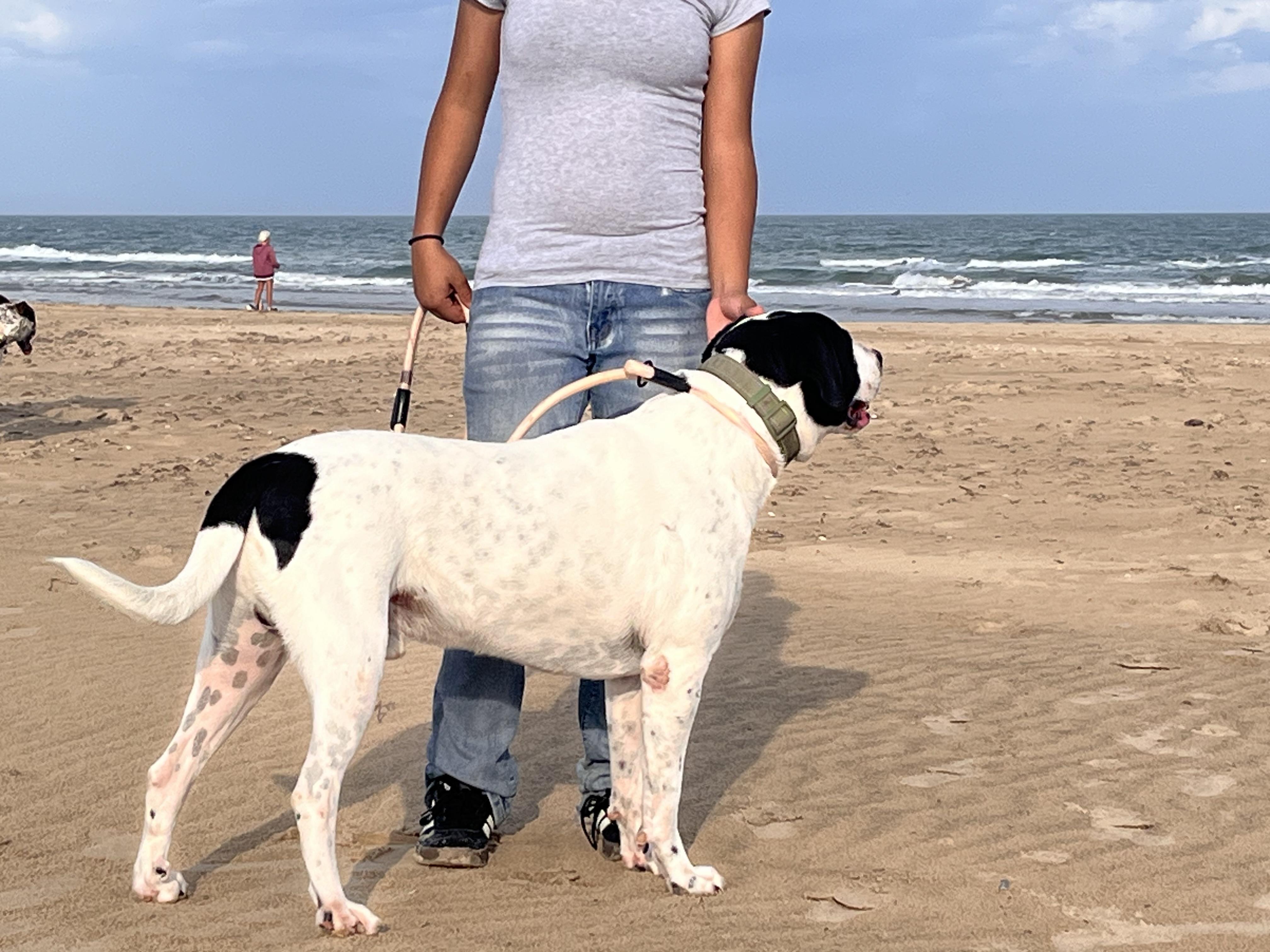 Rigo, a Adoptable mixed breed in Stanfordville, NY image 2/6